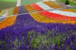 Lavender Farm In Hokkaido, Japan Stock Photo