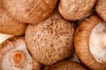 Shiitake Mushrooms Stock Photo