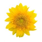 Sunflower Stock Photo