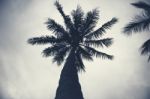 Palm Trees Silhouettes On The Beach On A Cloudy Day Stock Photo