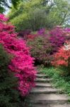 Azaleas In Full Bloom Stock Photo