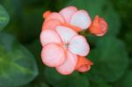 Geranium Stock Photo