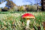 Fly Agaric Toadstool (amanita Muscaria) Stock Photo