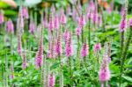 Pink Loosestrife(lythrum Salicaria) Or Crybaby-grass Stock Photo