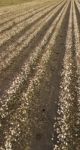 Cotton Field In The Countryside Stock Photo