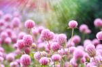 Globe Amaranth Stock Photo