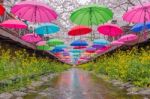 Jinhae,korea - April 4 : Jinhae Gunhangje Festival Is The Largest Cherry Blossom Festival In Korea.tourists Taking Photos Of The Beautiful Scenery Around Jinhae,korea On April 4,2015 Stock Photo