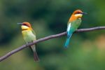 Chestnut Headed Bee Eater Stock Photo