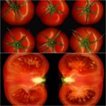 Tomatoes Collage Stock Photo