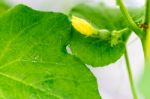 Close Up Baby Melon With Female Melon Flower Stock Photo