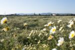 Crown Daisies In The Countryside Stock Photo