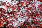 Japanese Maple Leaves Stock Photo