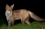 Wild Red Fox Stock Photo