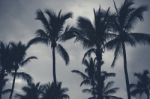 Palm Trees Silhouettes On The Beach On A Cloudy Day Stock Photo