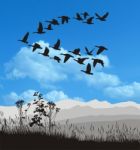 Migrating Geese Stock Photo