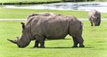 Background With Two Rhinoceroses Eating The Grass Stock Photo