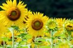 Sunflower Or Helianthus Annuus In The Farm Stock Photo