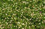 Daisies On A Green Grass Stock Photo