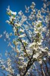 Cherry Blossoms Stock Photo