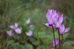 The Cyclamen Blooming In Israel	 Stock Photo