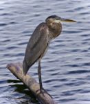 Postcard With A Great Blue Heron Standing On A Log Stock Photo