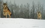 Alpha Male & Female Wolves Stock Photo