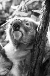 Koala In A Eucalyptus Tree. Black And White Stock Photo