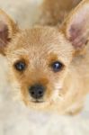 Brown And Small Domestic Puppy Stock Photo