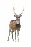 Male Axis Deer Stock Photo