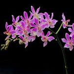 Phalaenopsis Hybrid Stock Photo