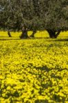 Almond Orchard In A Field Of Yellow Flowers Stock Photo