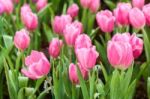 Pink Tulips Stock Photo