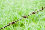 Barbed Wire Against Green Background Stock Photo