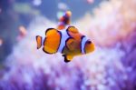 Cartoon Fish Near Sea Anemone Stock Photo