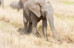 African Elephant In Serengeti National Park Stock Photo