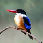 Black-capped Kingfisher Stock Photo