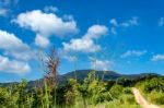 Trees And Mountains On A Bright Sky Stock Photo