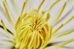 Close-up Yellow Clematis Flower Stock Photo