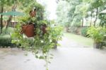 Hanging Plant Pots Decorated In Garden Stock Photo