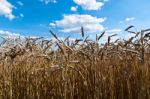 Wheat Field Stock Photo