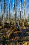 Birch Tree Forest On A Swamp Stock Photo