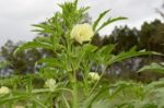 Plantation Of Turkish Shacks In Organic Garden Stock Photo