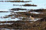 Curlew Walking Along The Coquet River Stock Photo