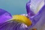 Iris Flower Stock Photo