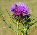 Thistle And Bees Stock Photo