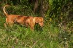 Serbian Hound Dog Stock Photo