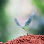 Growing Plants Stock Photo