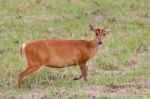 Barking Deer Stock Photo