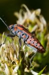 Chinch Bug (spilostethus Pandurus) Stock Photo