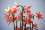 Orange Amaryllis Flower Blooming In Garden Stock Photo